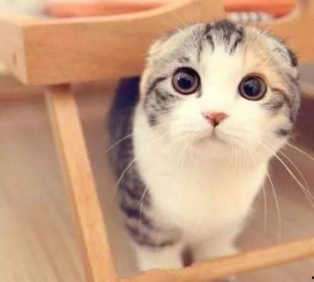 娱乐吃瓜君折耳猫