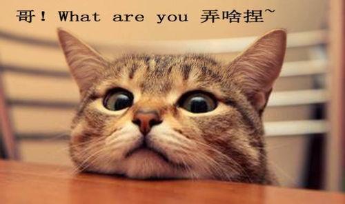 娱乐吃瓜君折耳猫