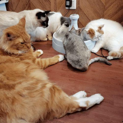 娱乐吃瓜君折耳猫