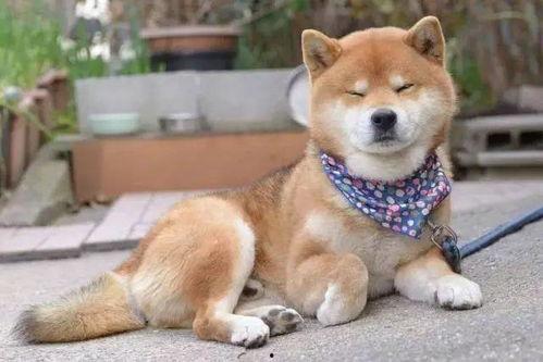 娱乐吃瓜酱星座,揭秘娱乐圈里的星座秘密